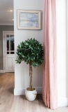pink curtain